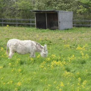 Waldo eating grass. 