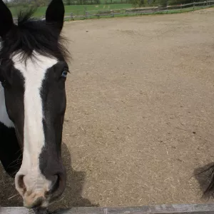 Oliver looking into the barn. 