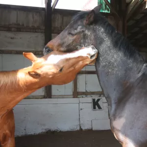 Cooper playing with Hottie.