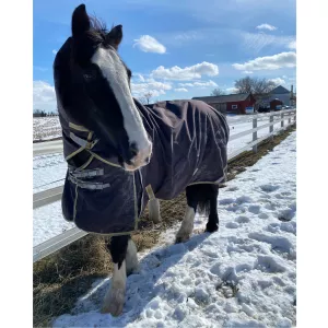 Bobby standing out in a snowy paddock. 