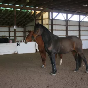 Cooper with Hottie in our indoor arena. 