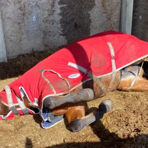 Major napping in the sun with his winter blanket.