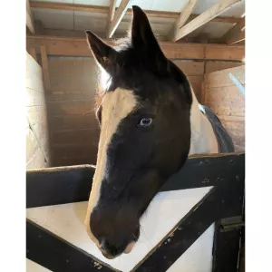 A close up of Oliver in his stall. 