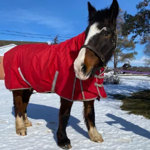 Willie standing in the snow with his red winter blanket.