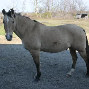 Chase standing in the paddock. 