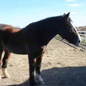 Willy standing in the field. 