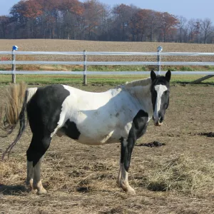 Oliver in the paddock.