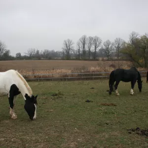 Oliver grazing with Willy & Bobby. 