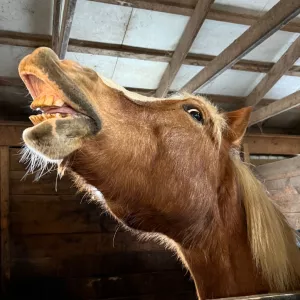 Jimmy smiling with his upper-lip pulled back. 