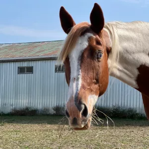 Gypsy's head looking right at the camera.  She is outside with the back of the barn in the background. 