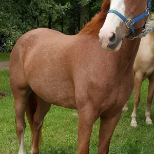 A red roan horse standing in a grassy area with a wall of trees behind him. 