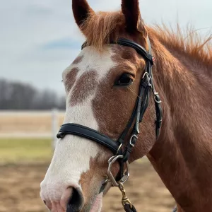 A close up of a red roan horse with beautiful white markings on his face. 