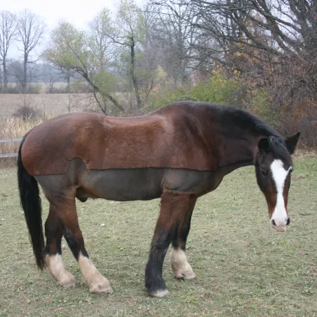 Willy standing in the field with a freshly clipped coat. 