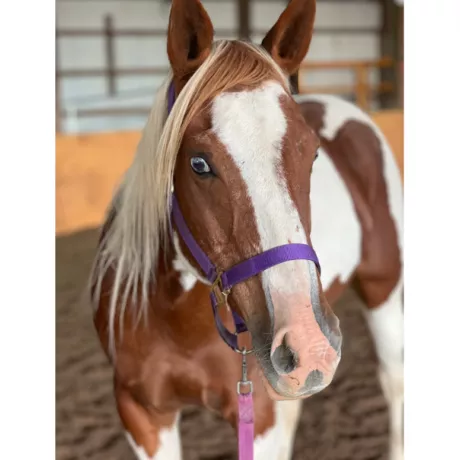 A close up of Gypsy in our riding arena.  She is a brown and white paint pony mare.