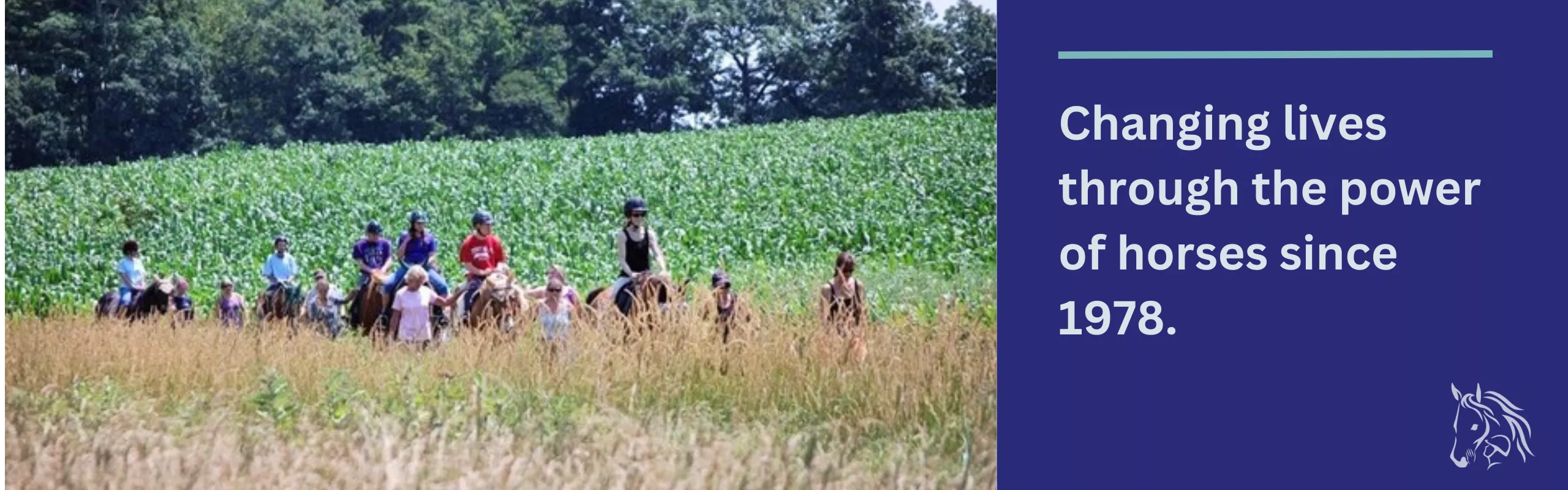 Horses in a field