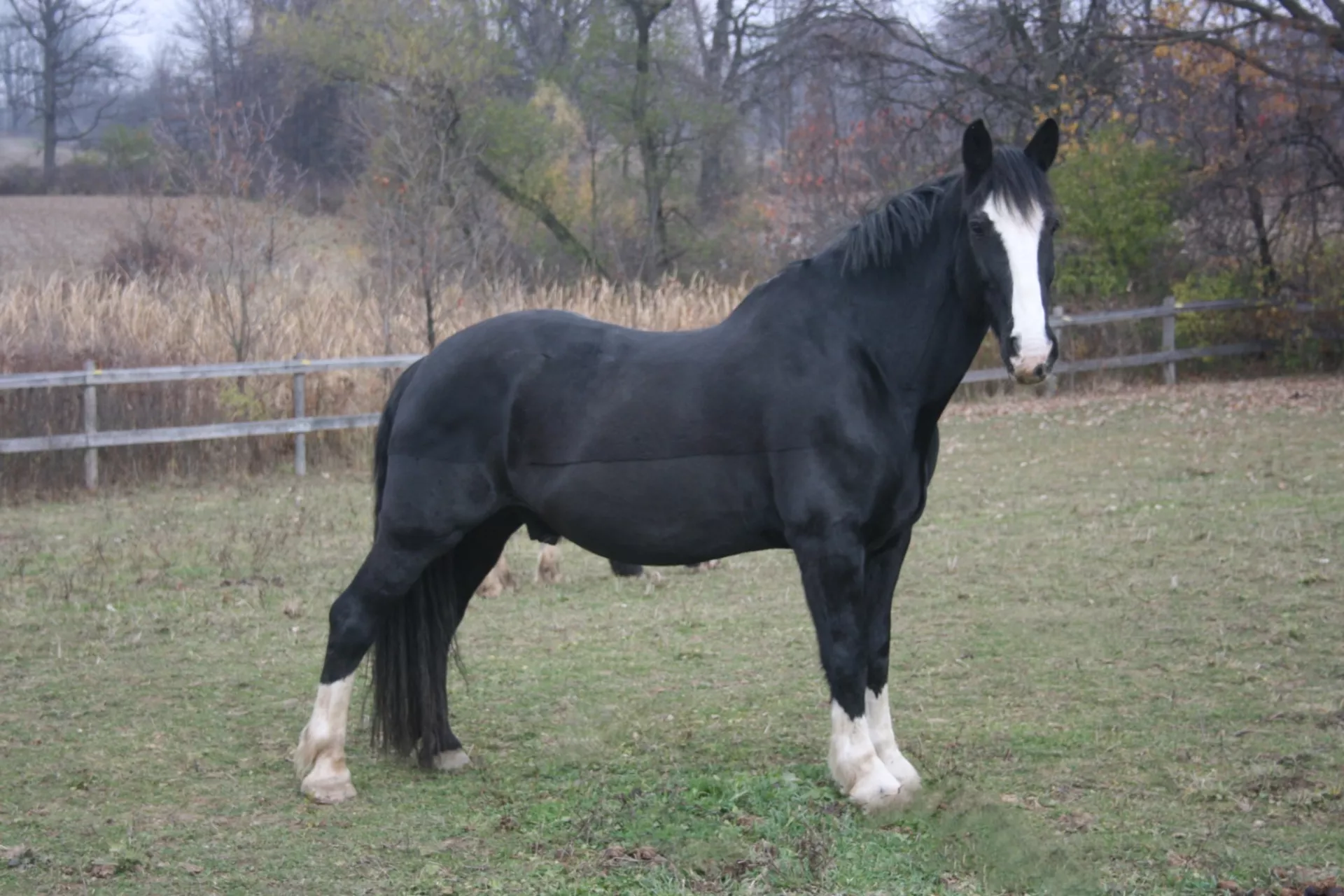 Bobby standing in the field. 