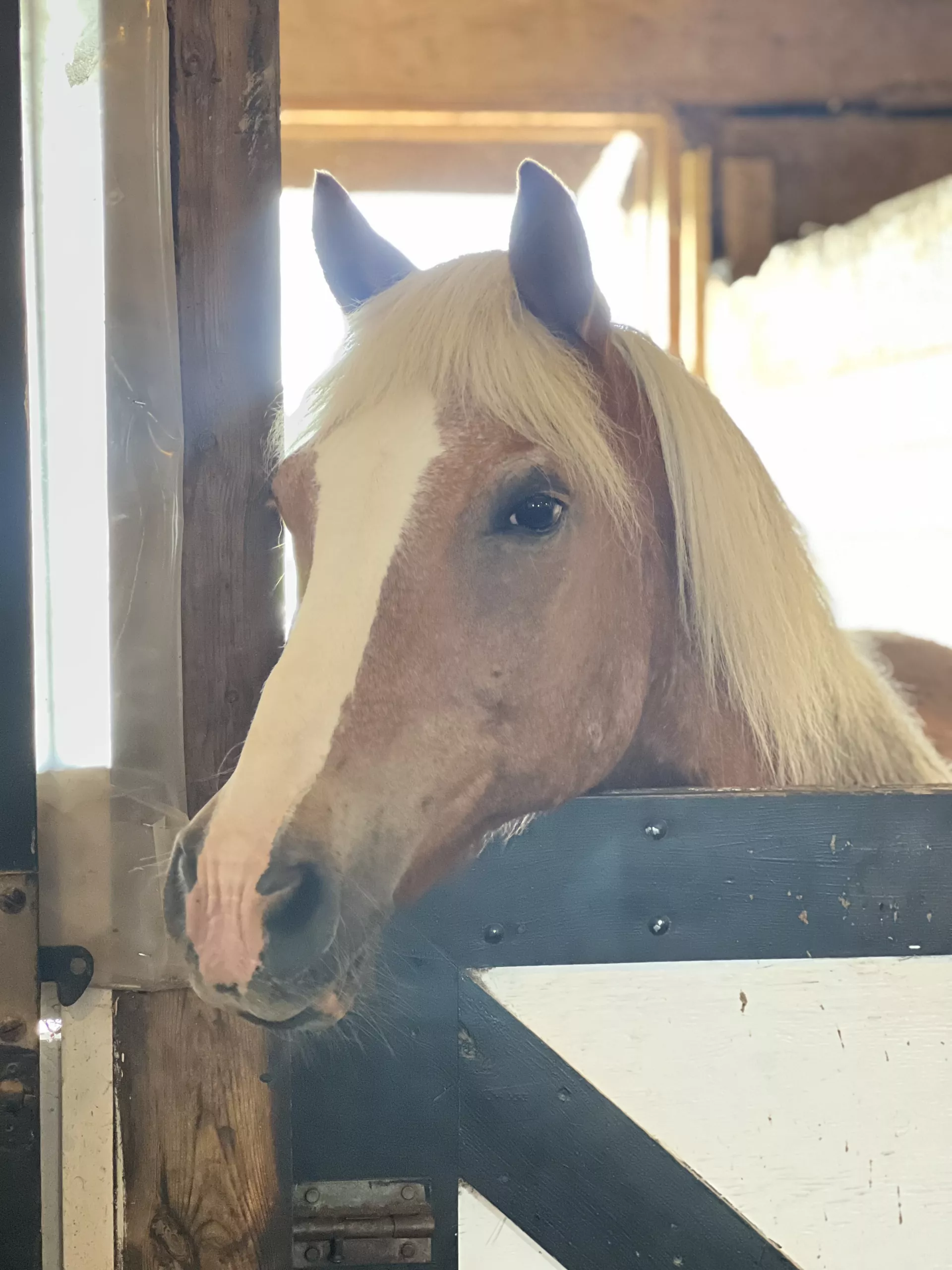 A close up of Jimmy as he looks over his stall door. 