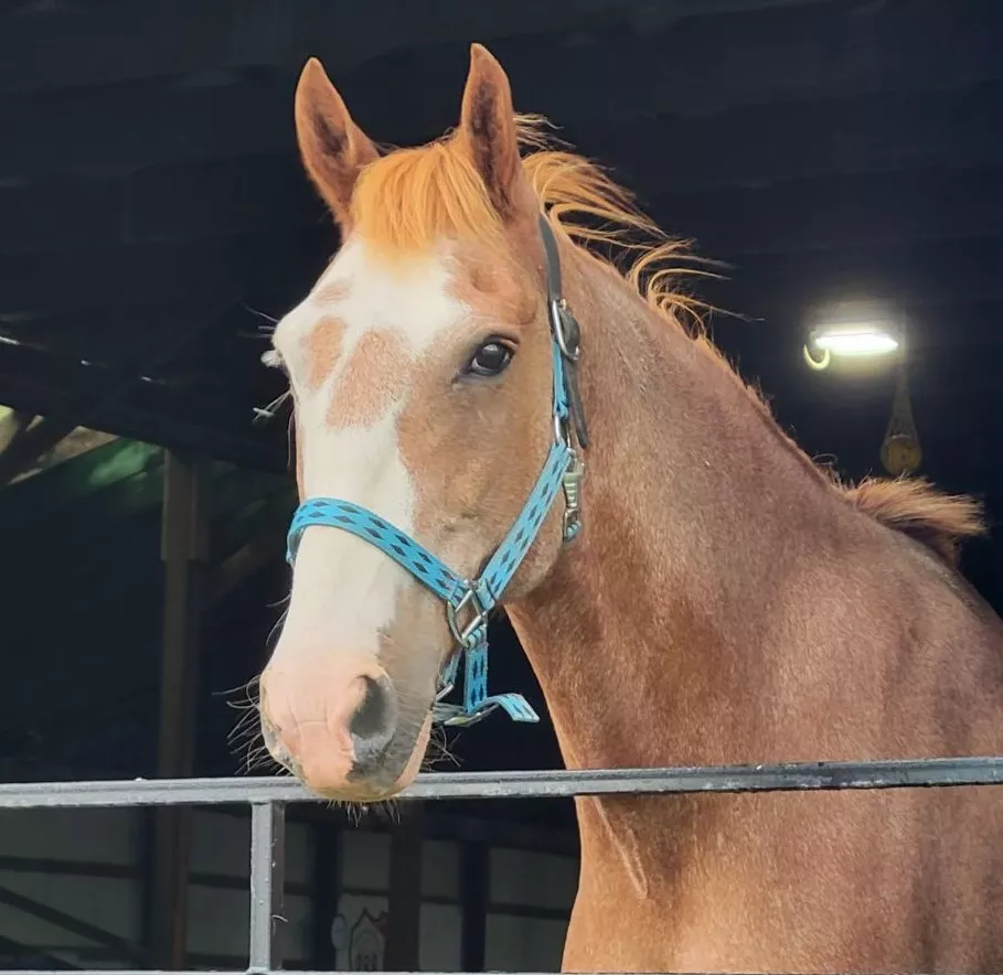 A red roan horse with white face markings looks over a gate with his ears forward.