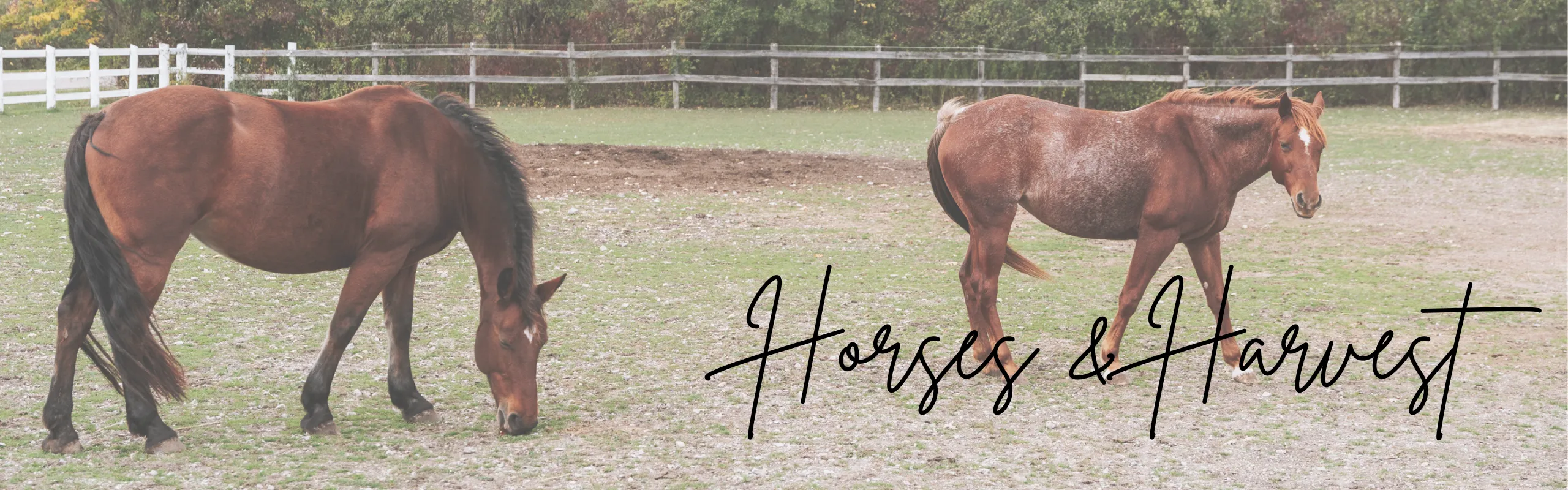 two bay horses grazing in a pasture